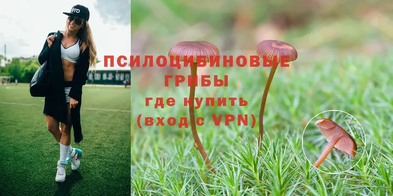 продажа наркотиков  Фролово  MEGA как войти  Псилоцибиновые грибы Psilocybe 